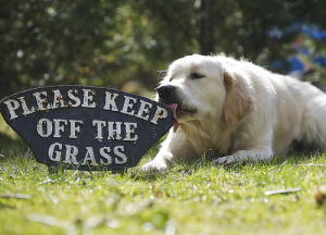 Golden Rule Retreiver